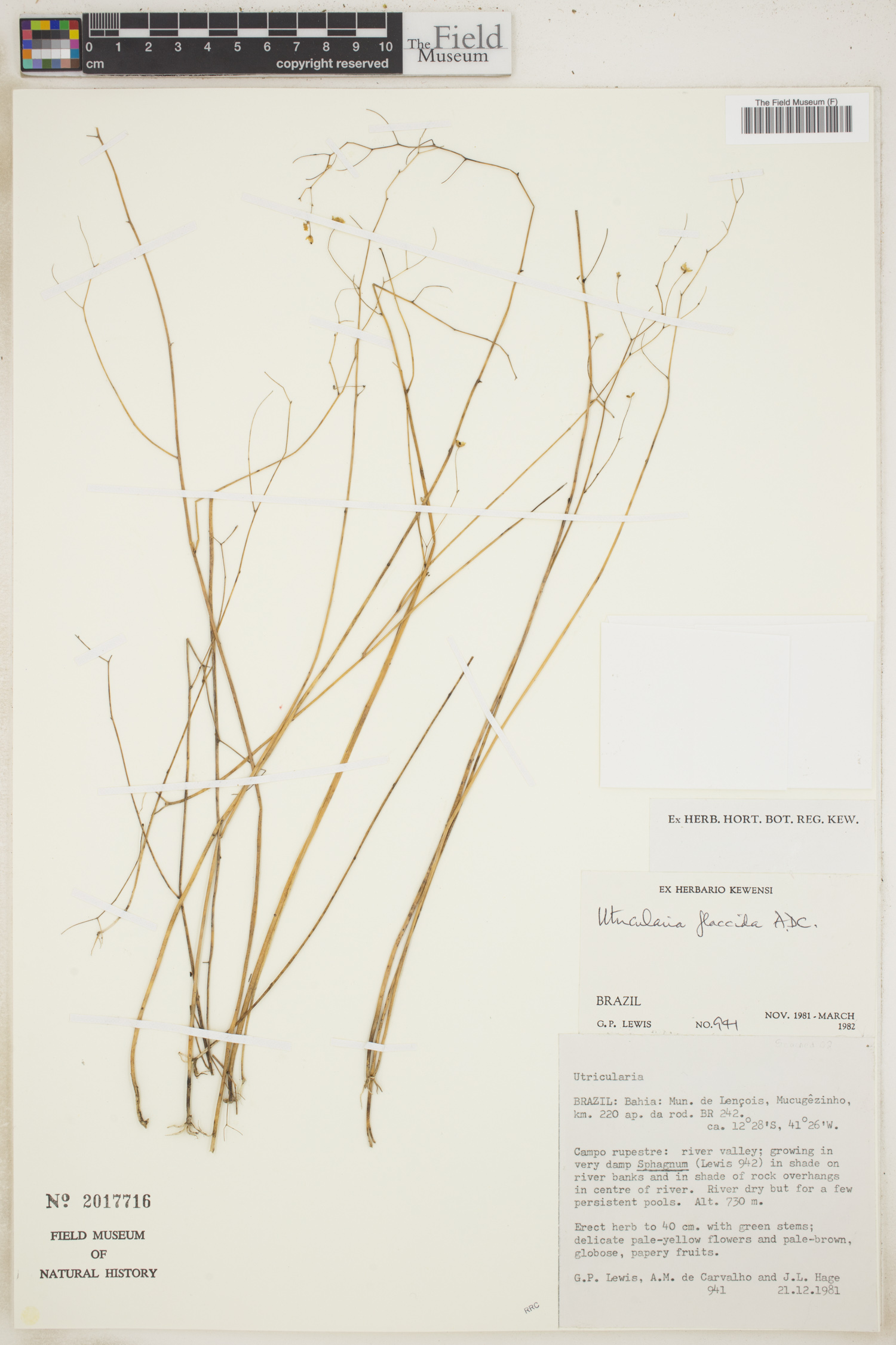 Utricularia flaccida image