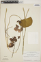 Utricularia humboldtii image
