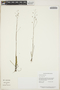 Utricularia hispida image