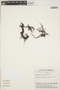 Utricularia heterochroma image