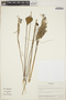Utricularia humboldtii image