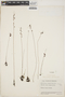 Utricularia longeciliata image