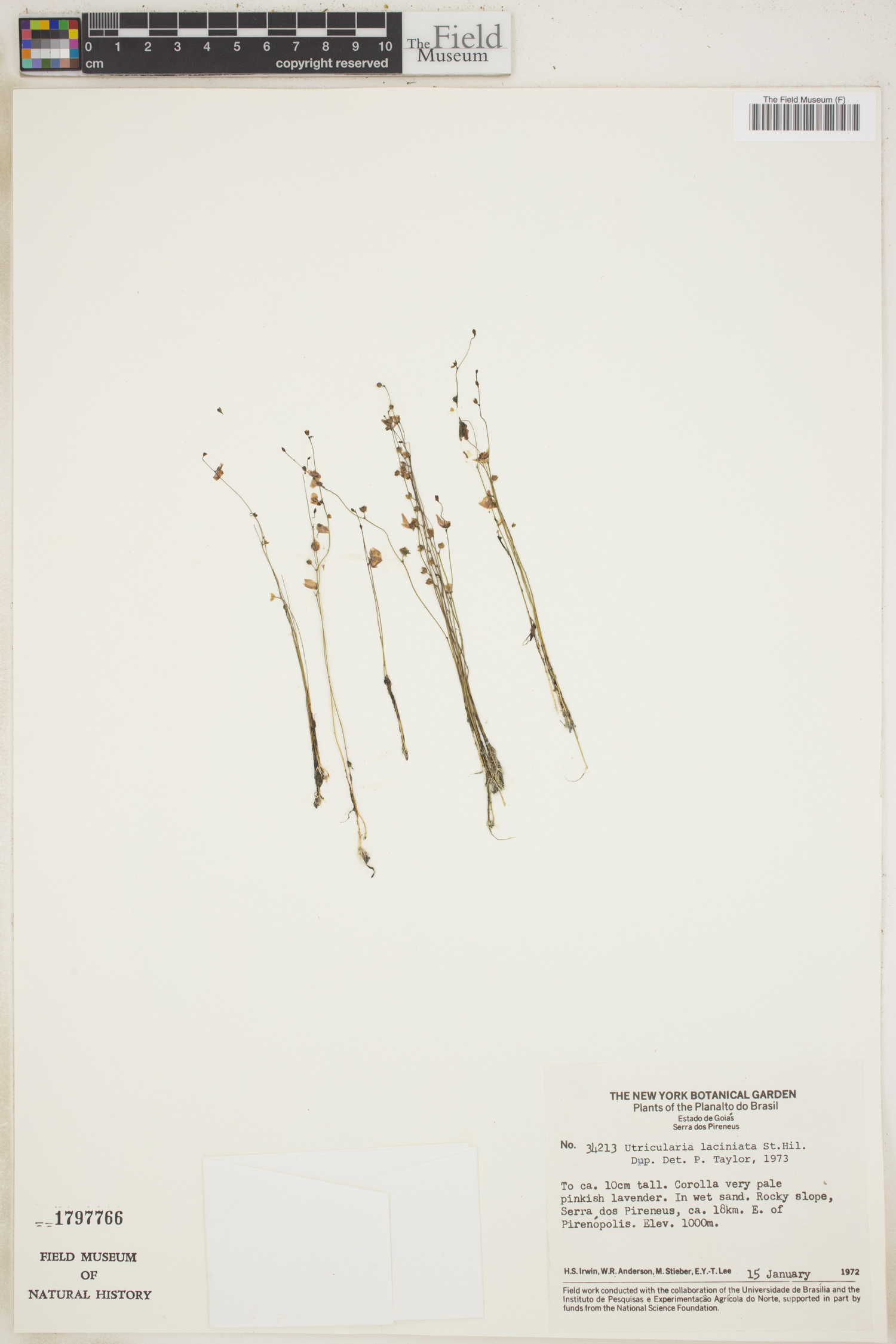Utricularia laciniata image