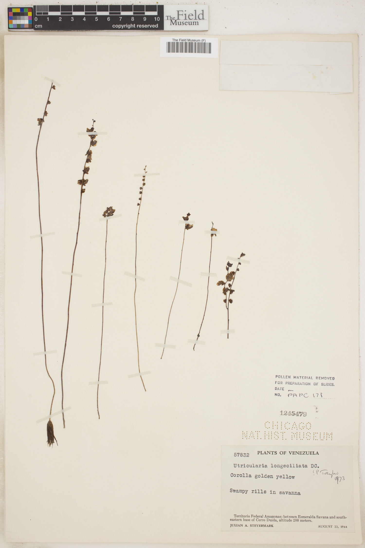 Utricularia longeciliata image