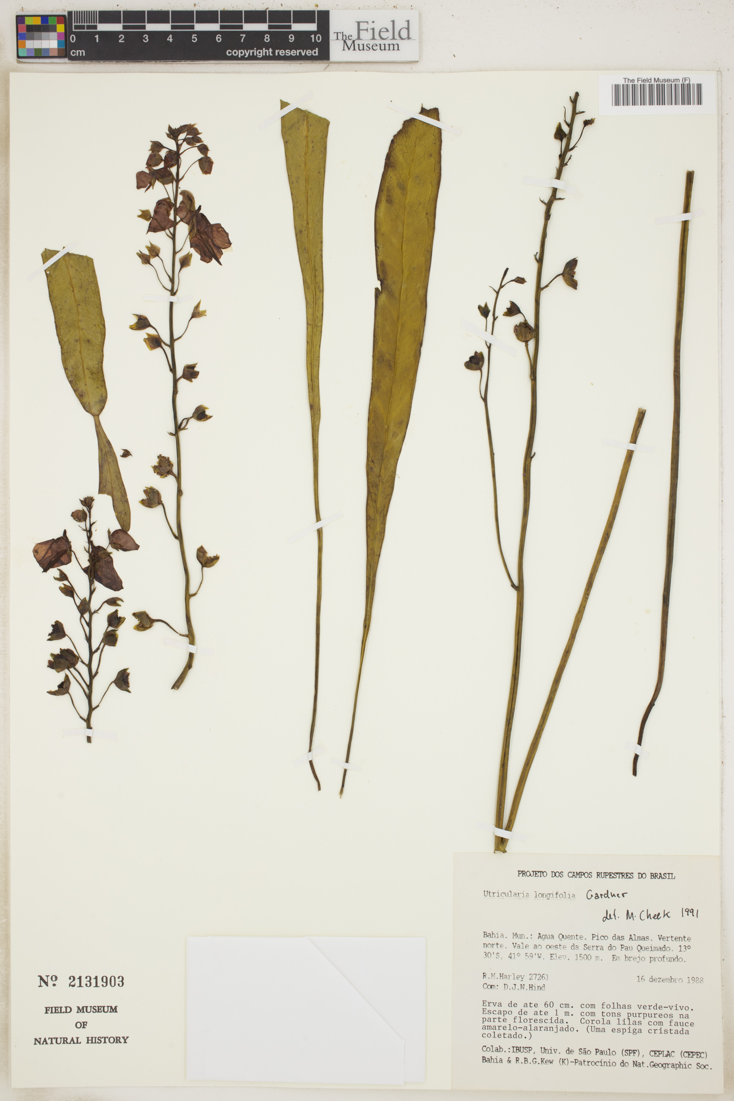 Utricularia longifolia image