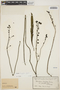 Utricularia longifolia image