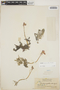 Utricularia myriocista image