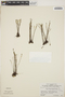 Utricularia neottioides image