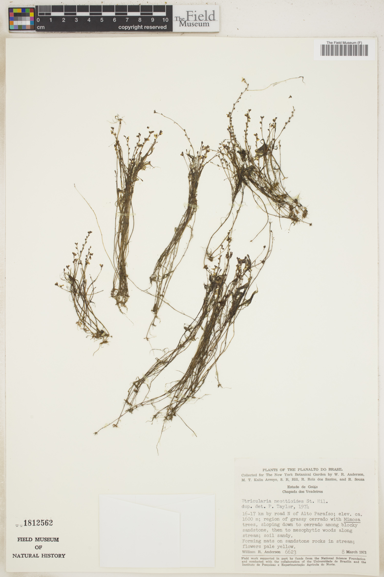 Utricularia neottioides image