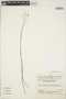 Utricularia nervosa image