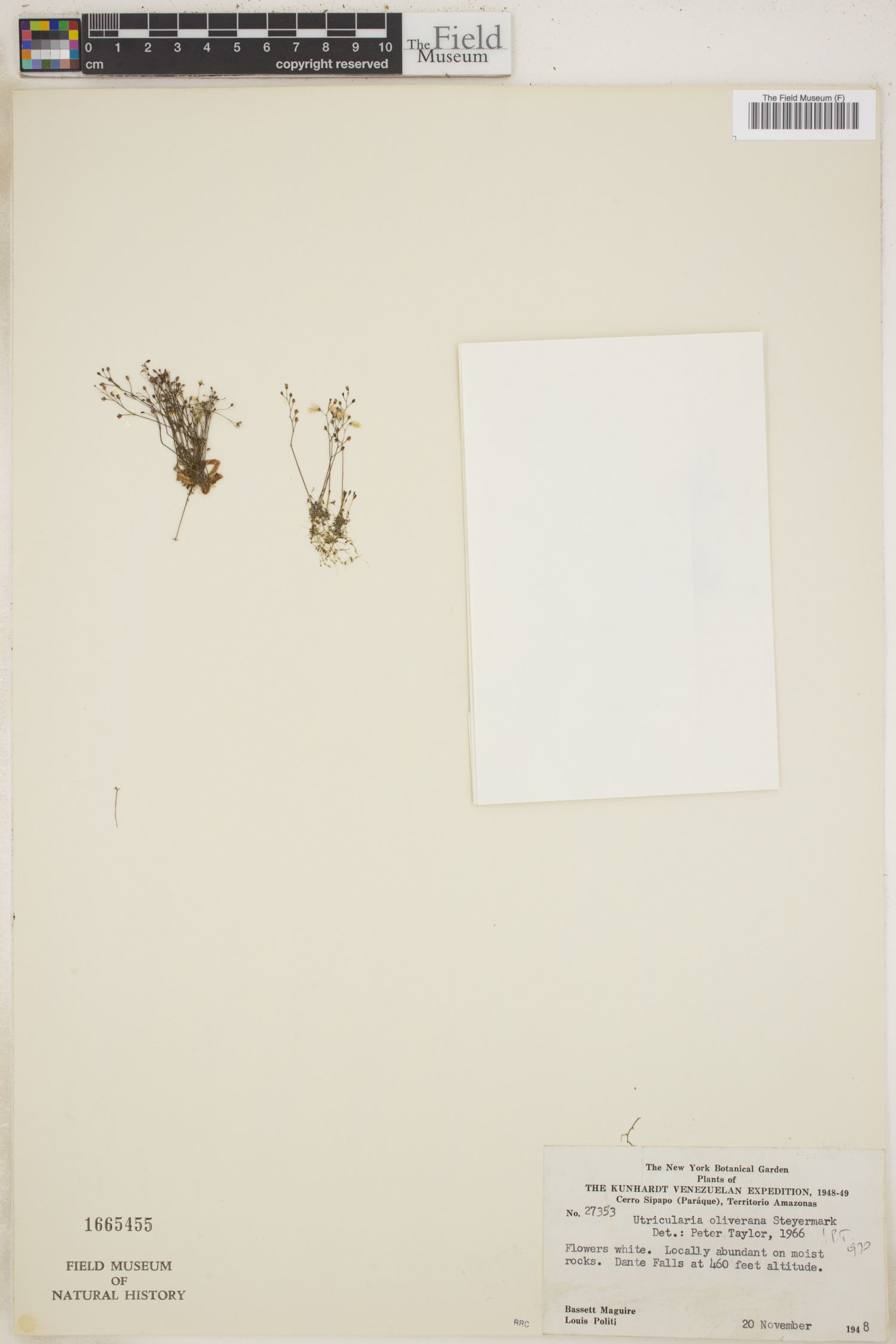 Utricularia oliveriana image