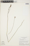 Utricularia praelonga image