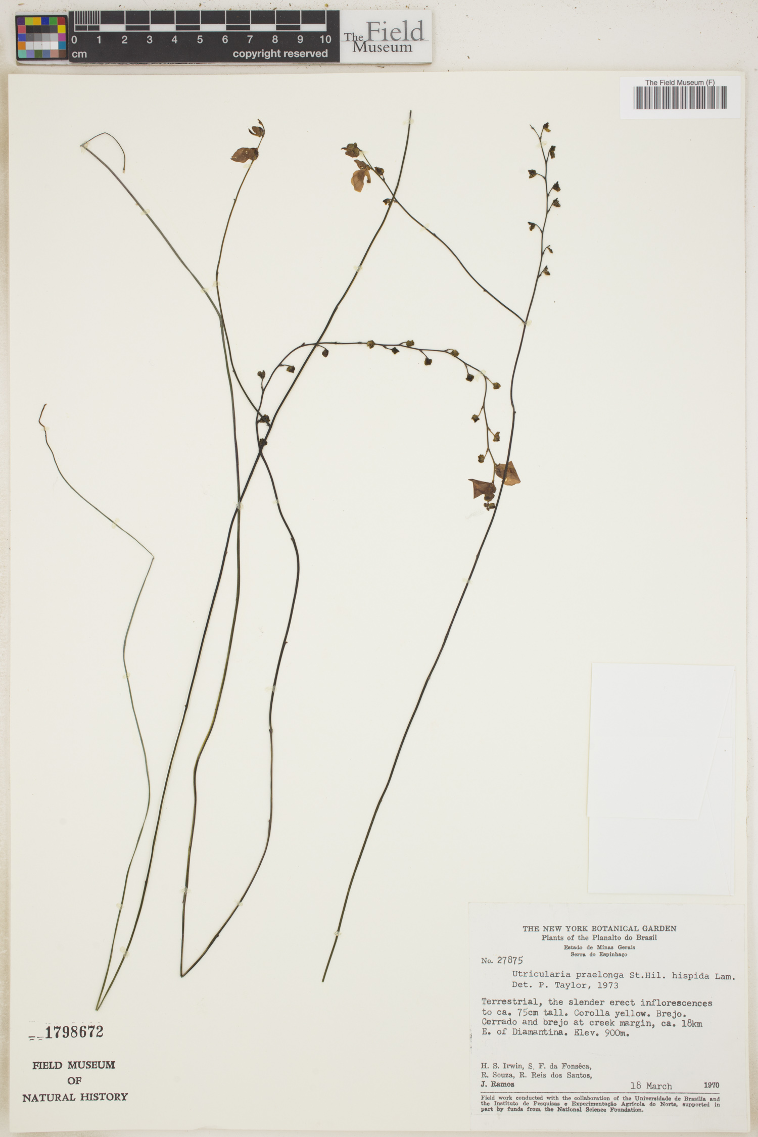 Utricularia praelonga image