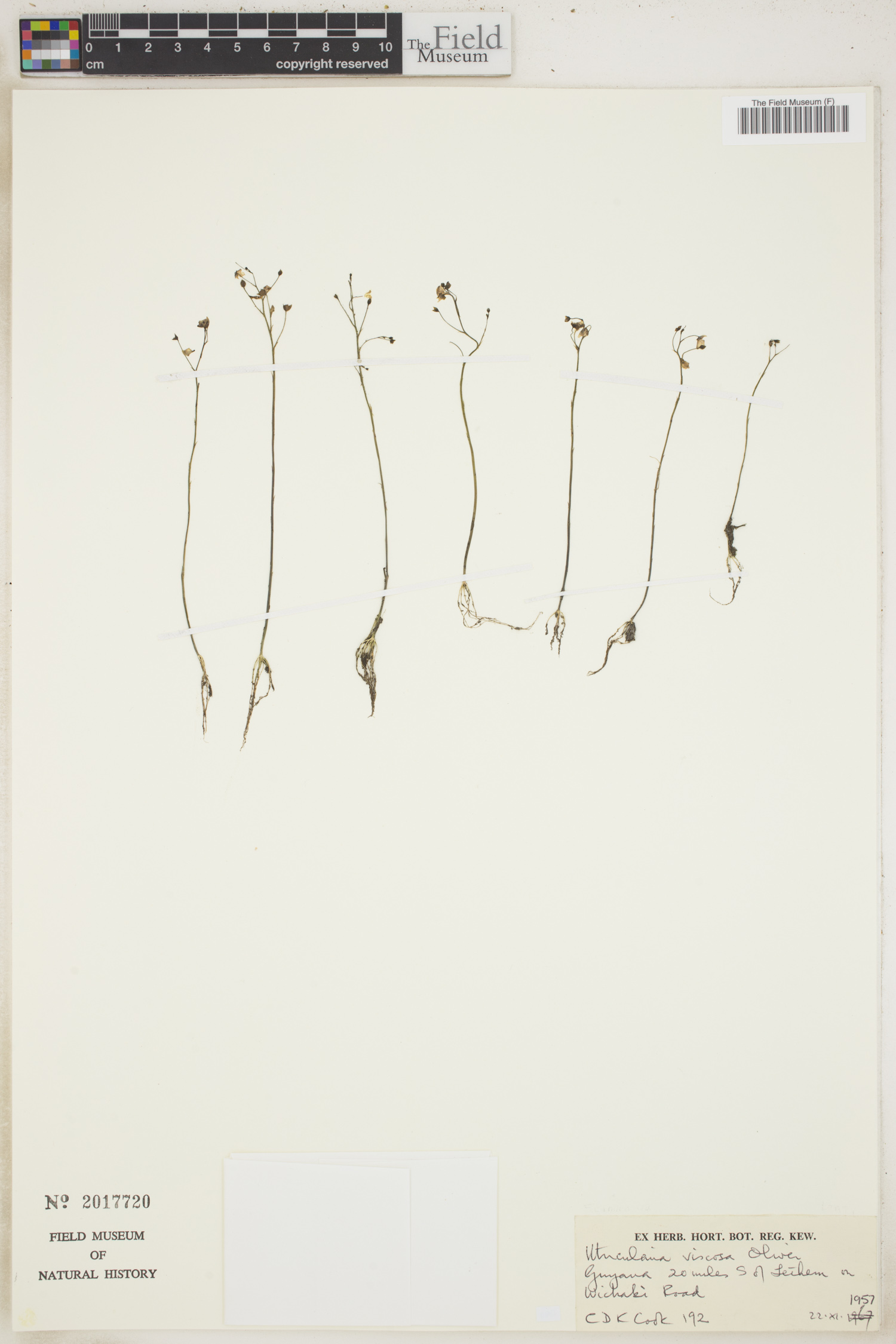 Utricularia viscosa image