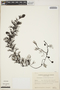 Utricularia poconensis image