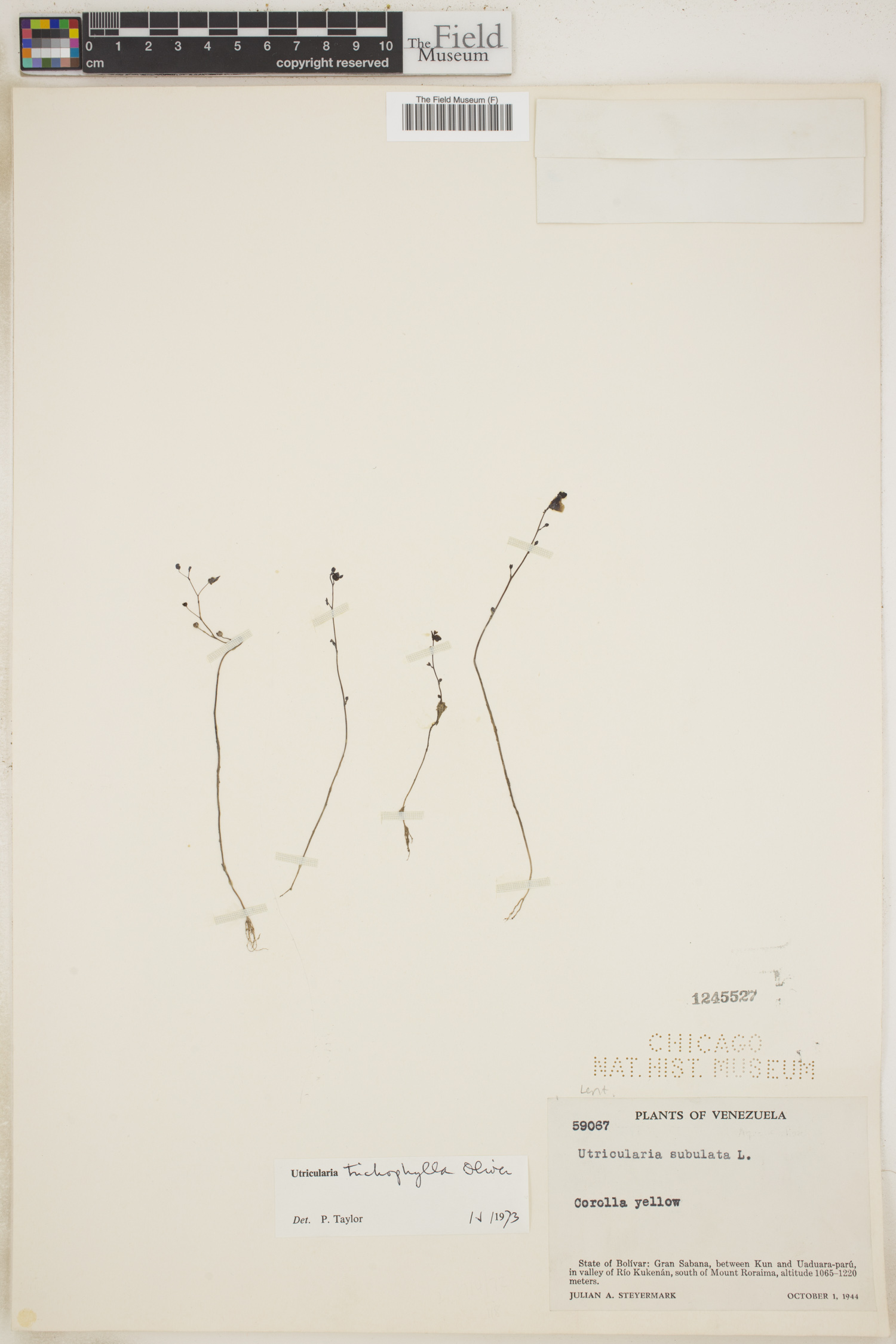 Utricularia trichophylla image