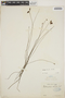 Utricularia tricolor image