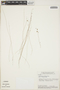 Utricularia triloba image