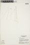 Utricularia triloba image