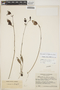 Utricularia unifolia image