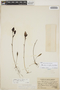 Utricularia unifolia image