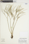 Psilotum nudum image
