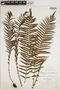 Sphaerostephanos arbuscula image