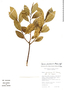 Sapium peruvianum image