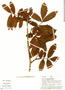 Trichilia hispida image