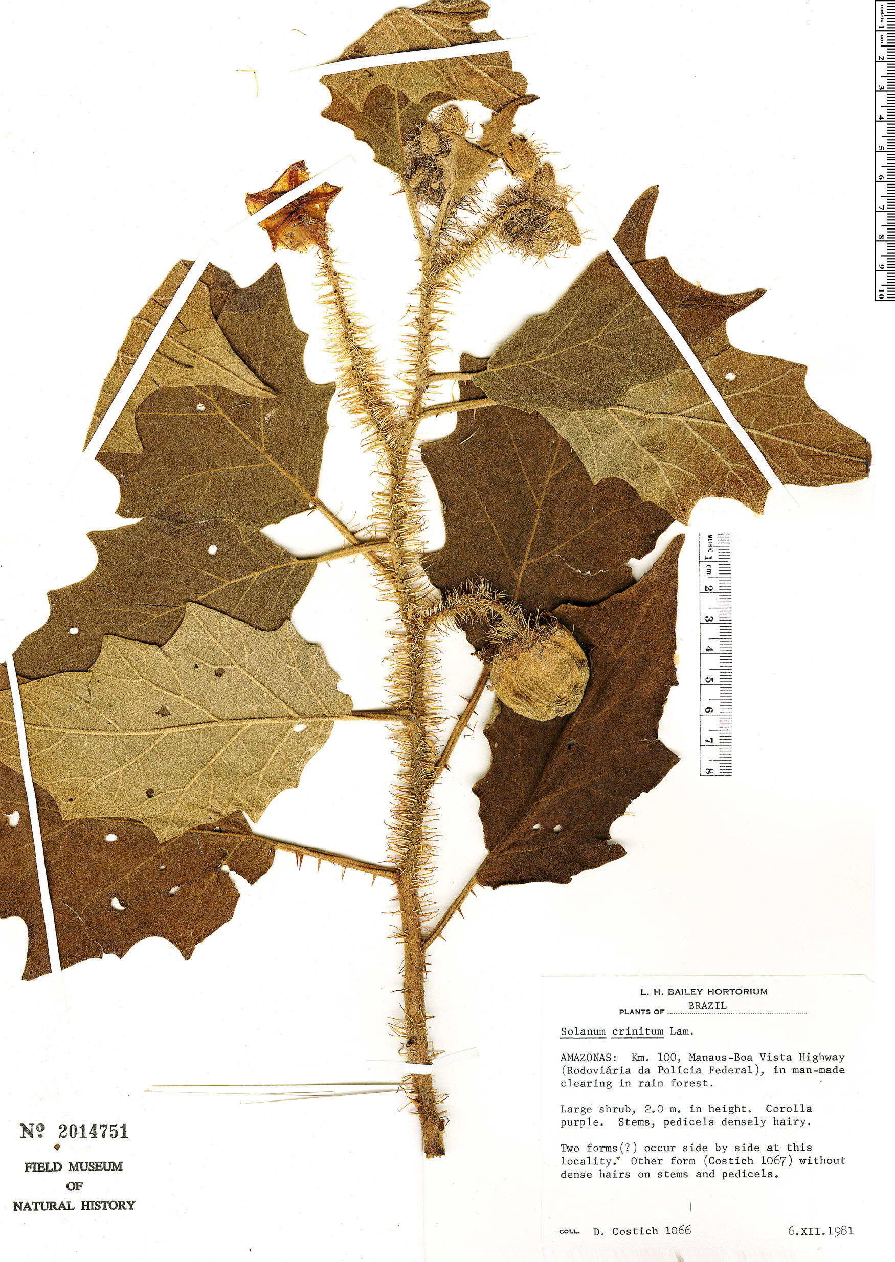 Solanum crinitum image