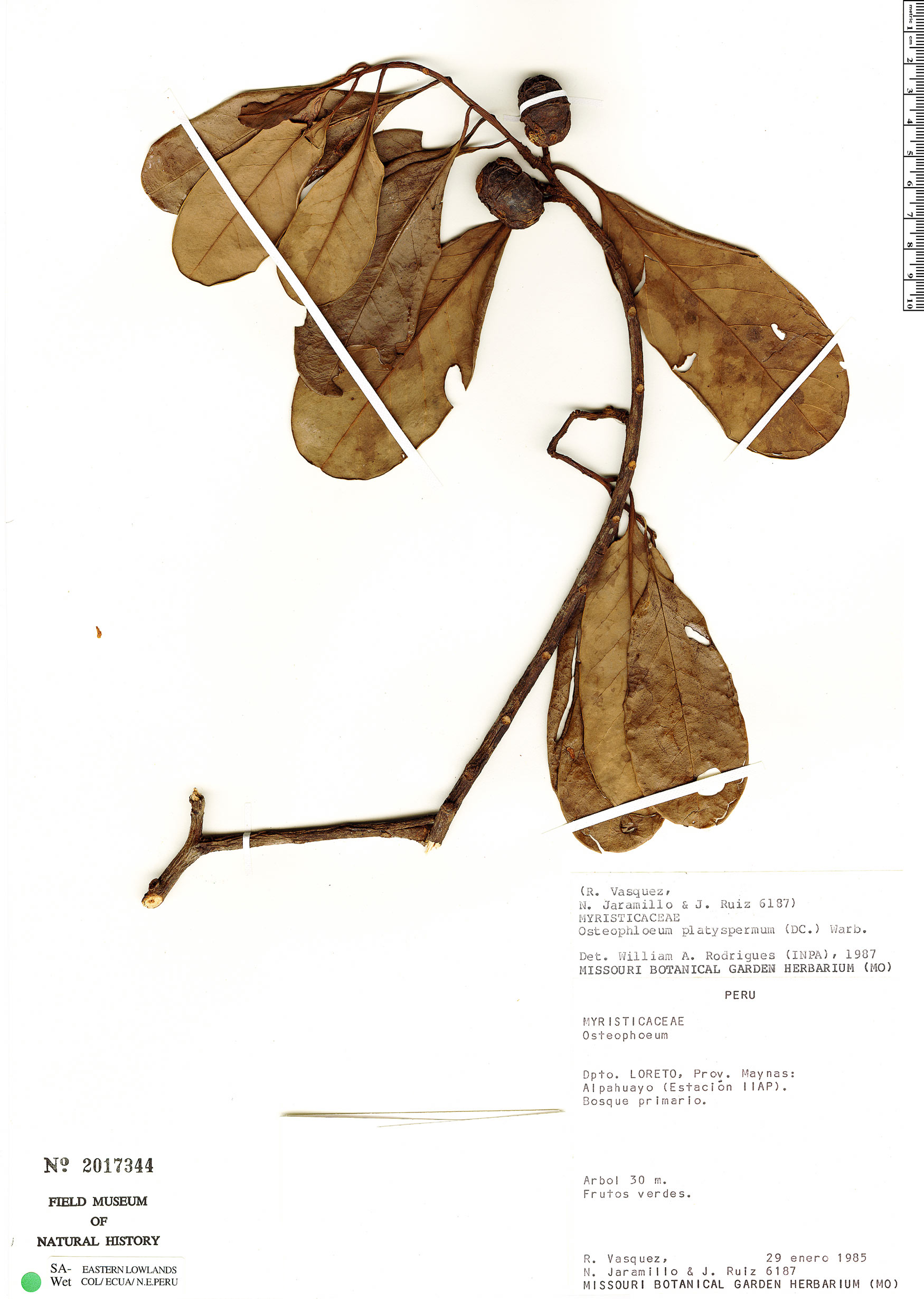 Osteophloeum platyspermum image