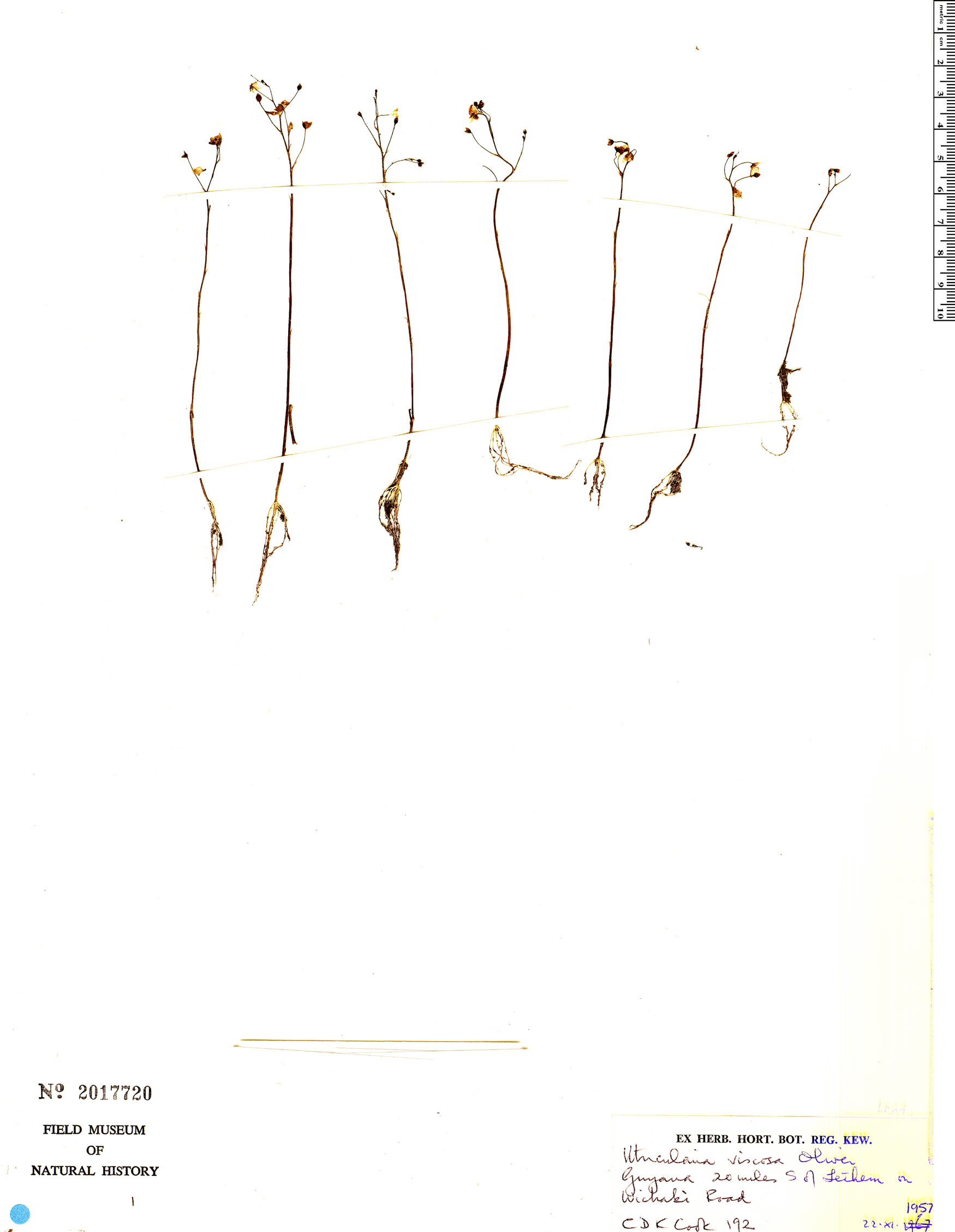 Utricularia viscosa image