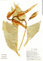 Heliconia marginata image