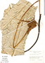 Anthurium gladiifolium image