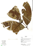 Alibertia claviflora image