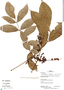 Crepidospermum goudotianum image