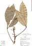 Conchocarpus transitionalis image