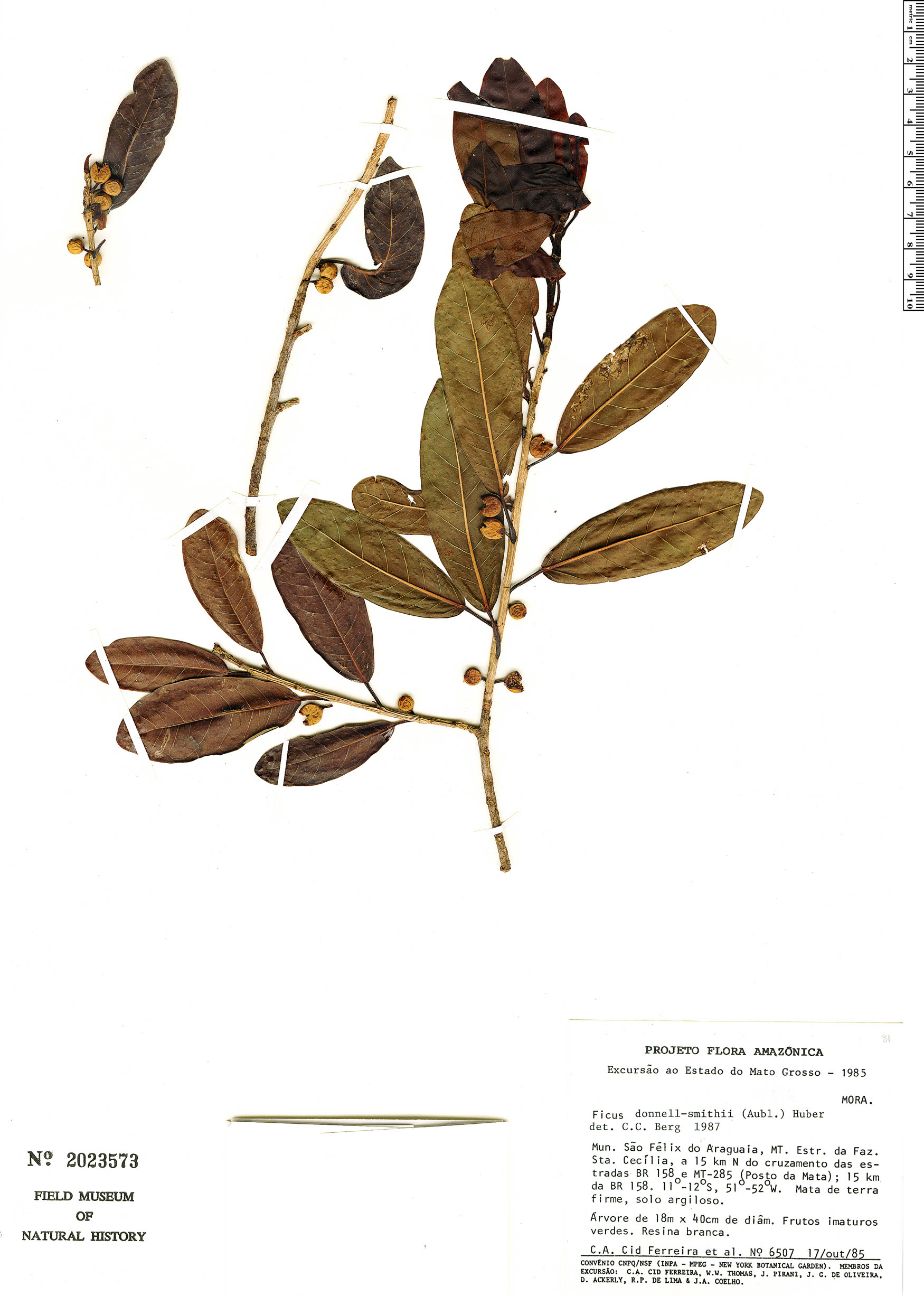 Ficus donnell-smithii image