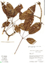 Handroanthus capitatus image