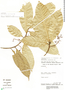 Endlicheria rubriflora image