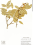 Cenostigma macrophyllum image