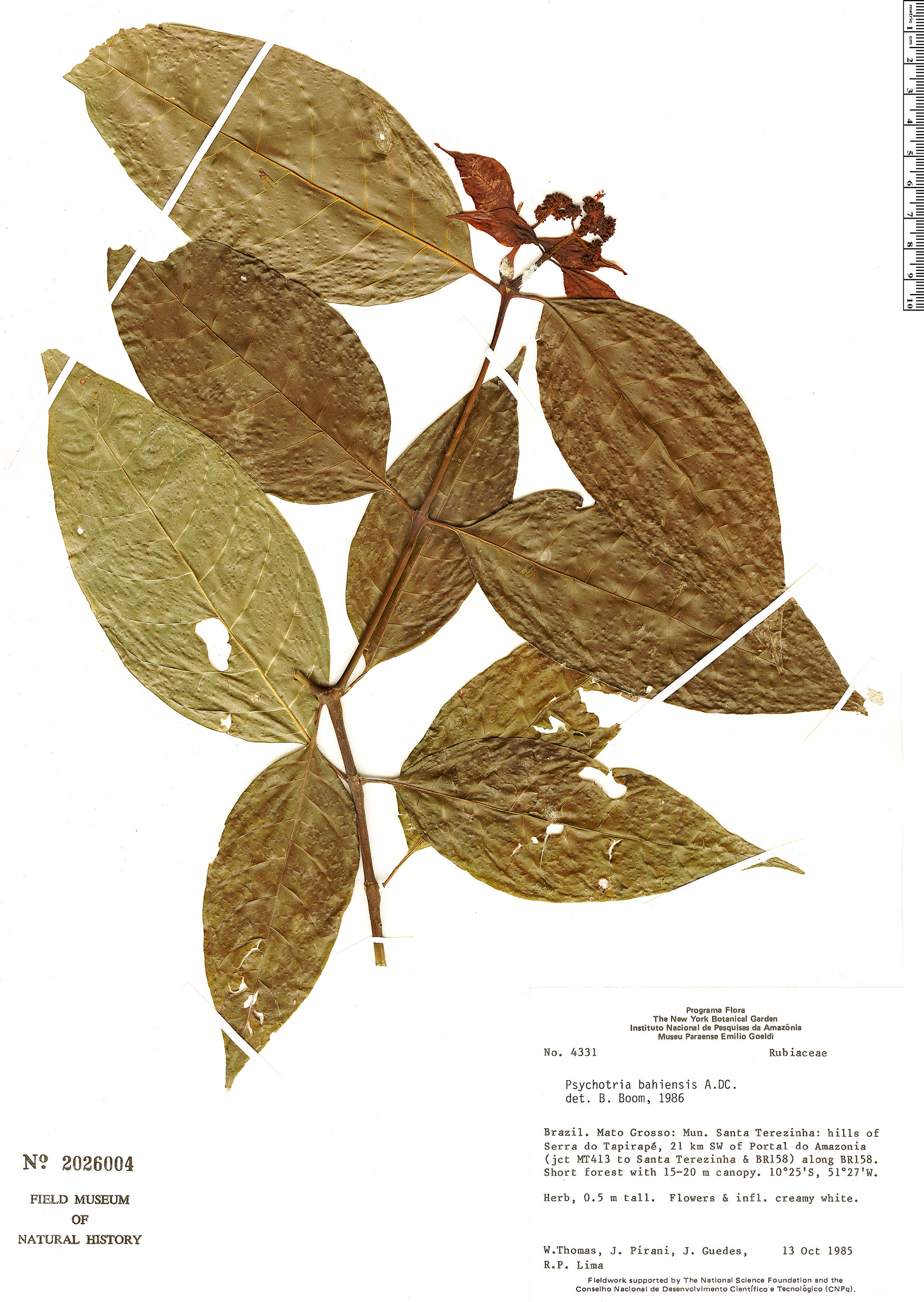 Palicourea subcuspidata image