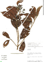 Nectandra viburnoides image