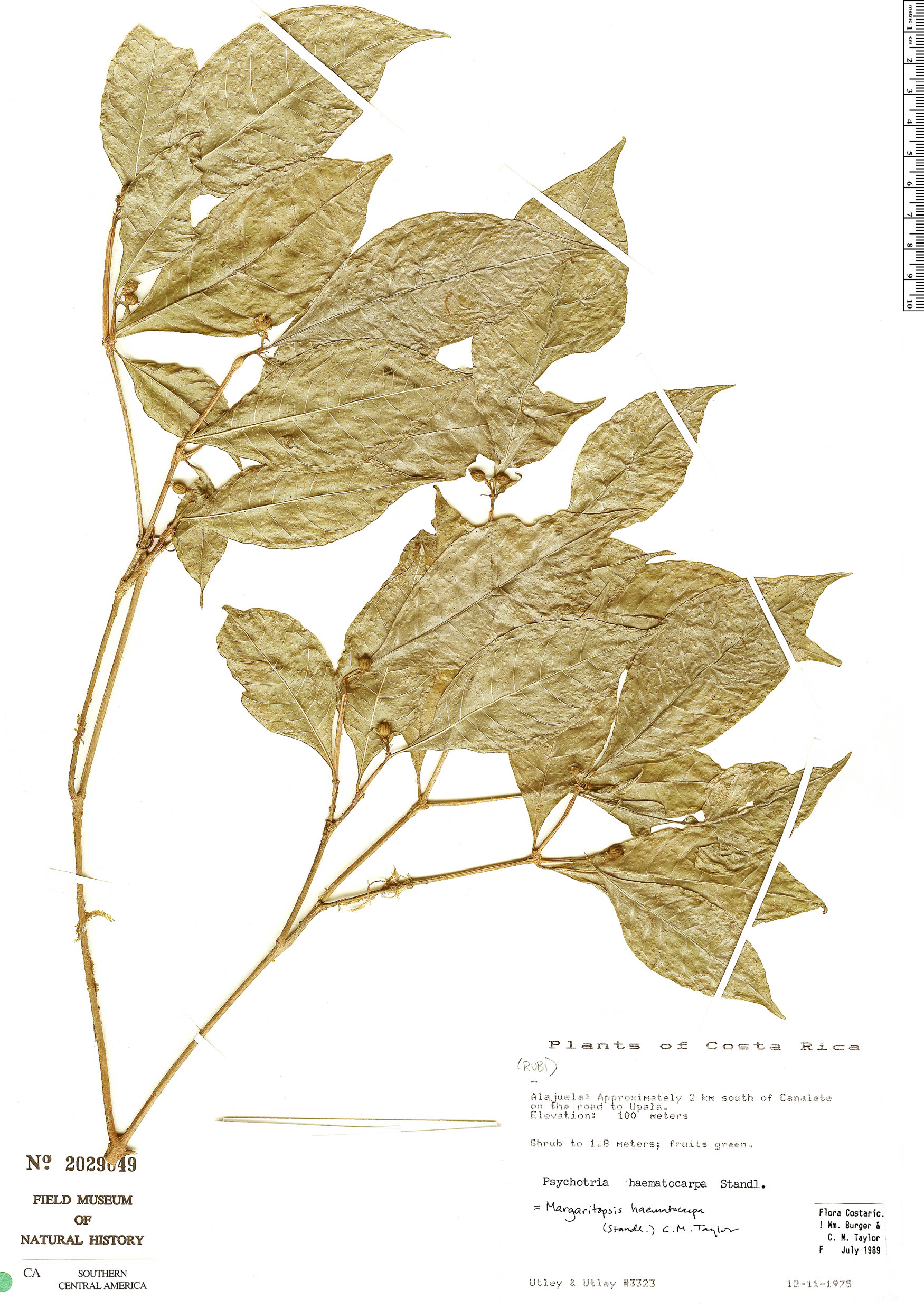 Eumachia haematocarpa image