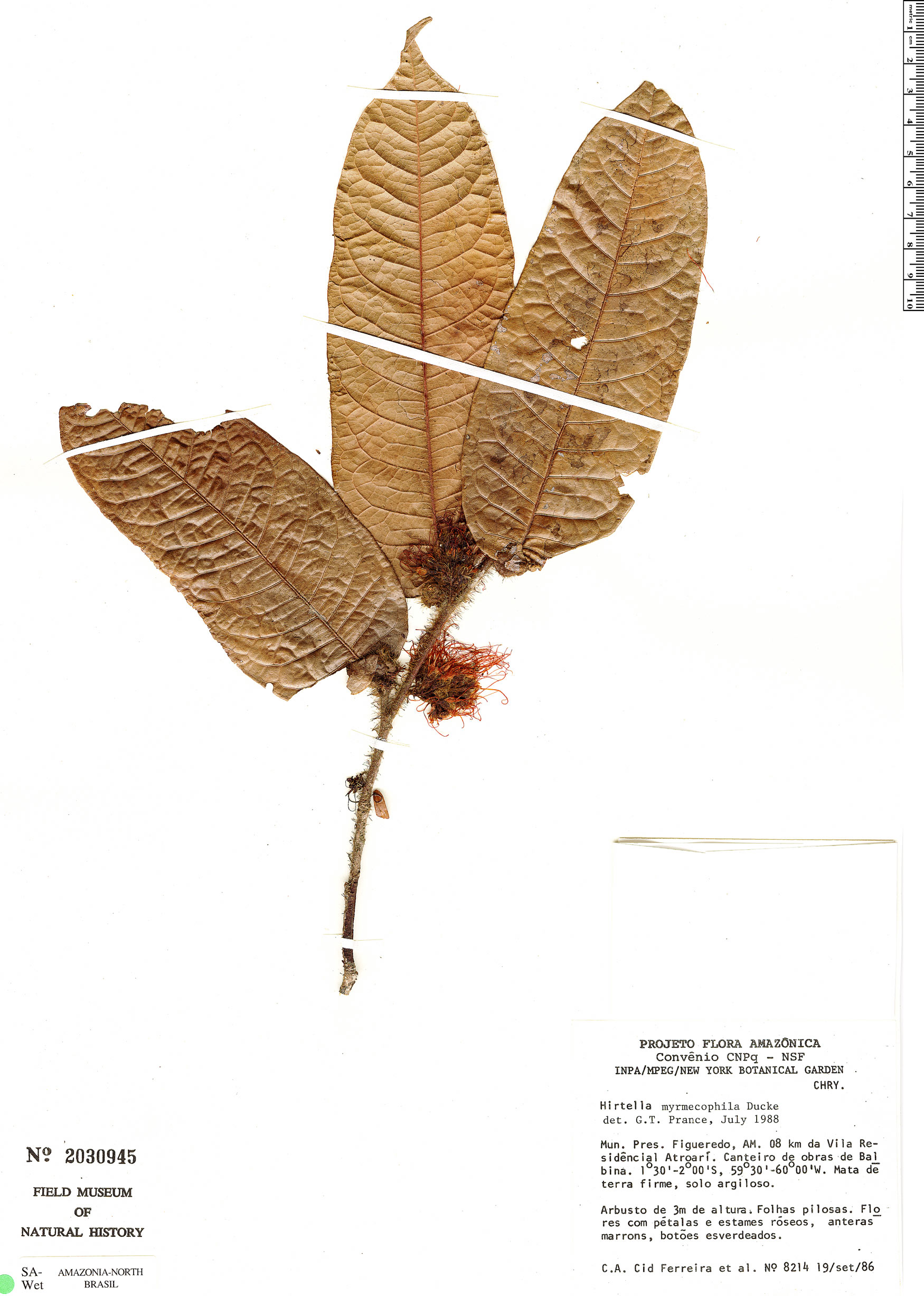 Hirtella myrmecophila image