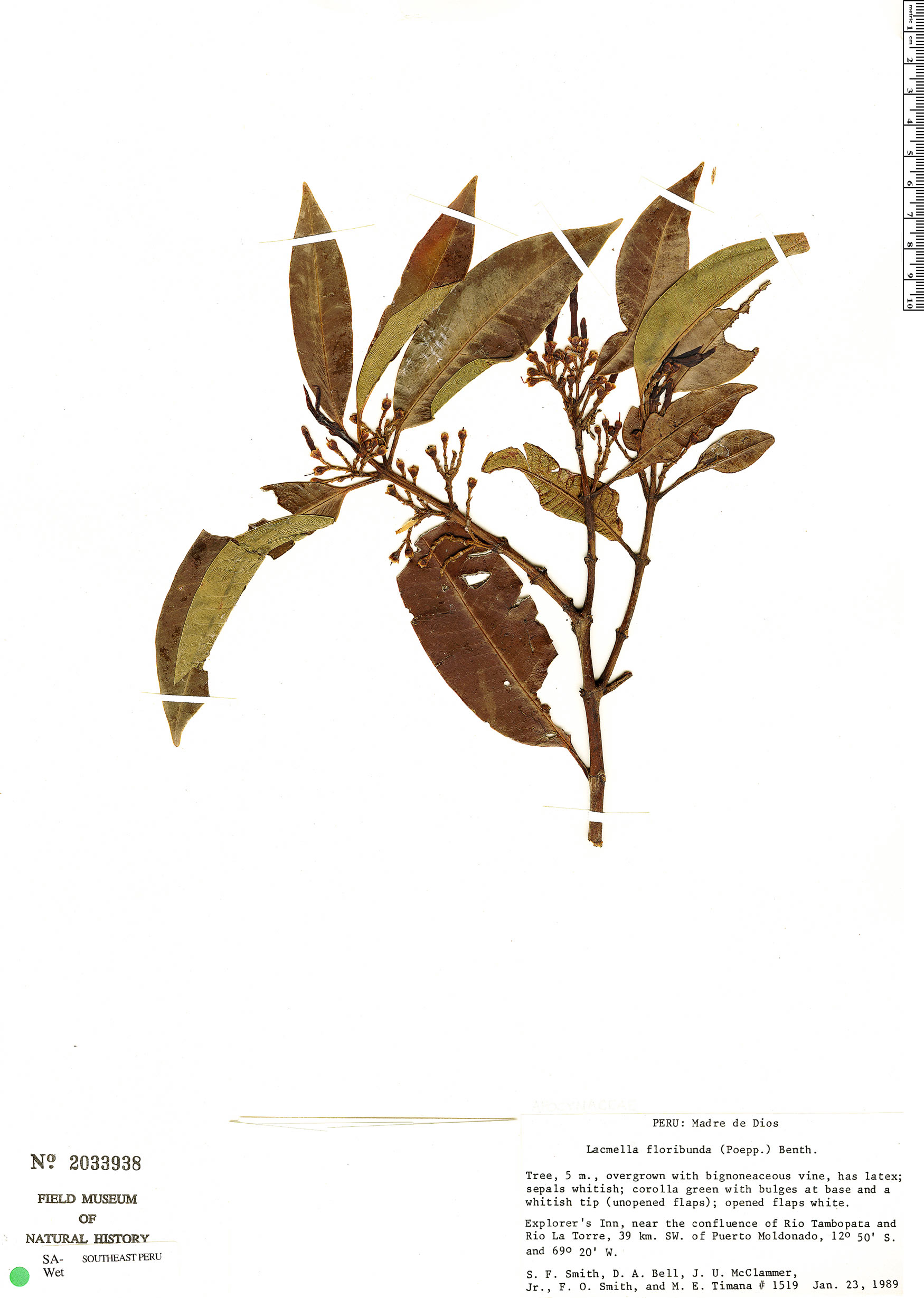 Lacmellea floribunda image