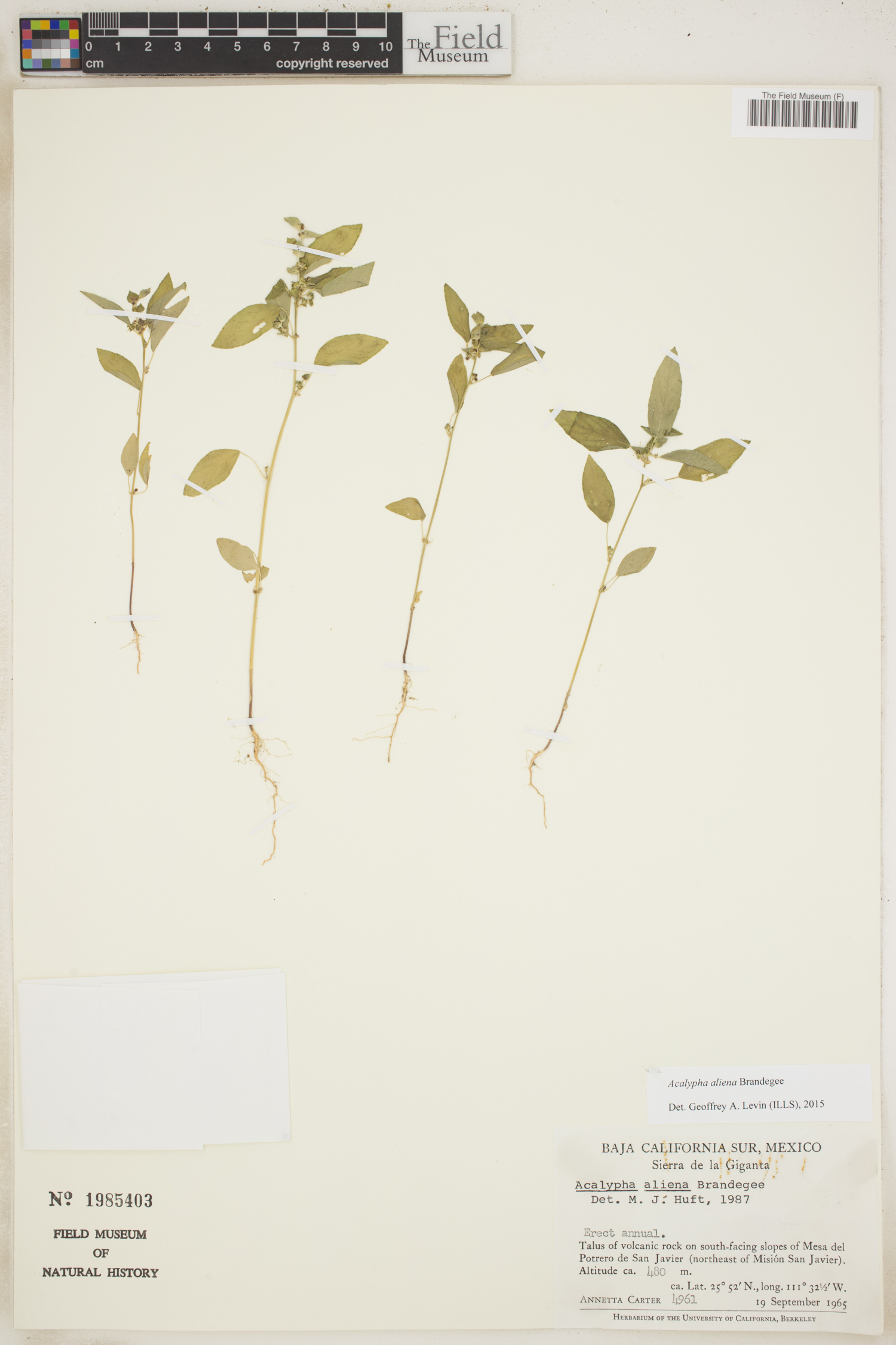Acalypha aliena image