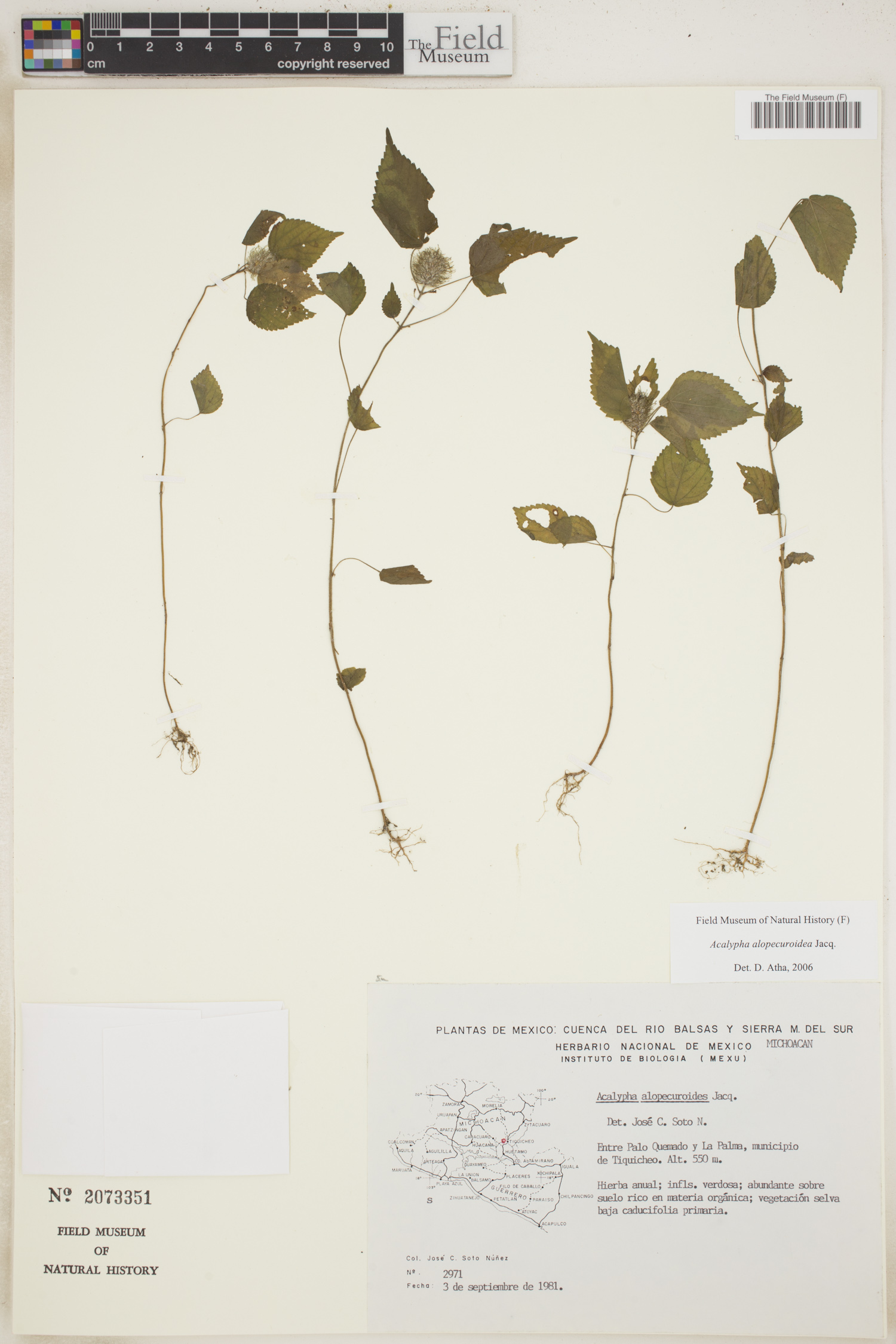 Acalypha alopecuroidea image