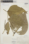 Piper reticulatum image