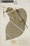 Piper reticulatum image